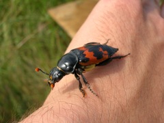 Nicrophorus marginatus