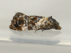 Cochylichroa