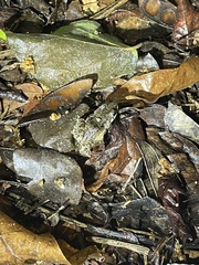 Leptodactylus melanonotus image