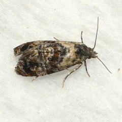 Cochylichroa