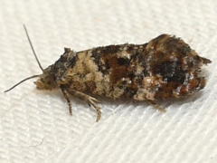 Cochylichroa