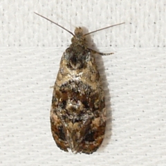 Cochylichroa