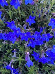 Lithodora