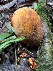 Corynaea crassa