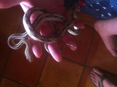 Bogertophis subocularis