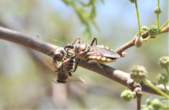 Apiomerus flaviventris