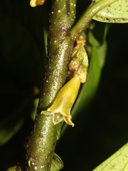 Cuatresia exiguiflora