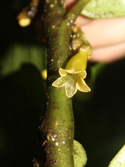 Cuatresia exiguiflora