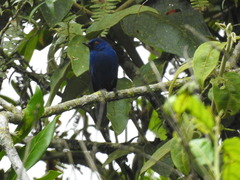 Diglossa indigotica