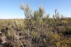 Grevillea pterosperma