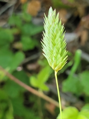 Phalaris californica