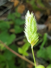 Phalaris californica