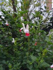 Salvia × jamensis