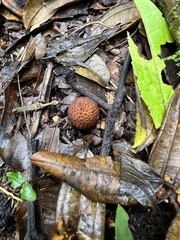 Corynaea crassa