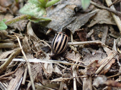 Kuschelina petaurista