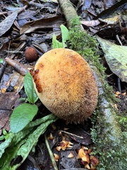 Corynaea crassa