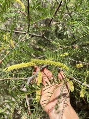 Prosopis