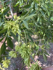 Fraxinus velutina