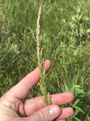 Sphenopholis obtusata