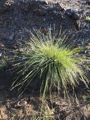 Carex mendocinensis