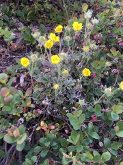 Potentilla × villosula