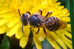 Halictus
