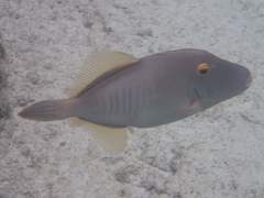 Cantherhines dumerilii