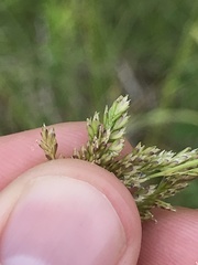 Sphenopholis obtusata