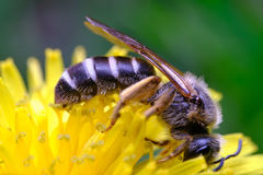 Halictus