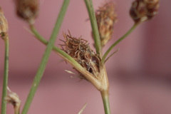 Bulbostylis ciliatifolia