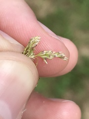 Sphenopholis obtusata