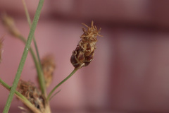 Bulbostylis ciliatifolia