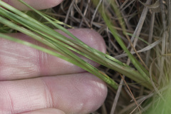 Bulbostylis ciliatifolia