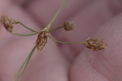 Bulbostylis ciliatifolia
