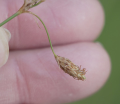 Bulbostylis ciliatifolia