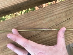 Sphenopholis obtusata