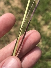 Sphenopholis obtusata