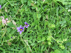 Sisyrinchium scabrum