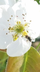 Molorchus bimaculatus