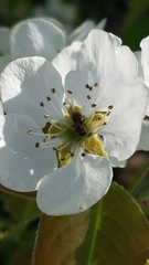 Molorchus bimaculatus