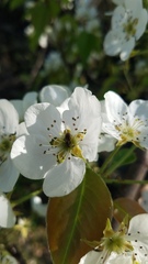 Molorchus bimaculatus