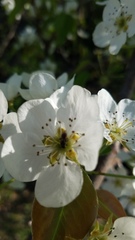 Molorchus bimaculatus