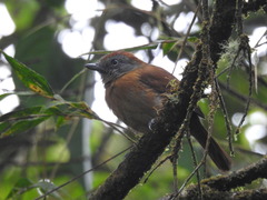 Thamnophilus unicolor