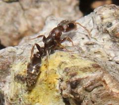 Pseudomyrmex cubaensis