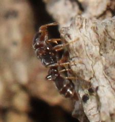 Pseudomyrmex cubaensis