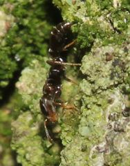 Pseudomyrmex cubaensis