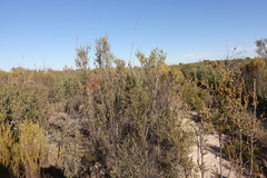 Leptospermum coriaceum
