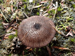 Entoloma purpureofuscum