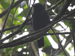 Thamnophilus unicolor