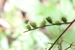Pseudechinolaena polystachya